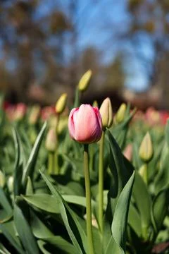 Light pink tulip Фото