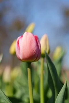 Light pink tulip Foto stock