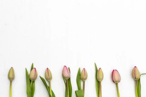 Light Pink Tulips Stock Photos