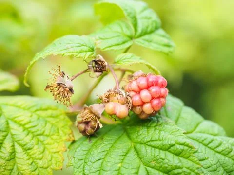 Light pink unripe raspberry Stock Photos