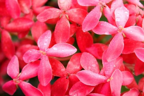 Light pink wet flowers of West Indian Jasmine blooming. Stock Photos