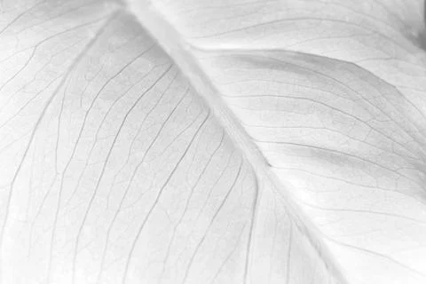 Light plant leaf Stock Photos