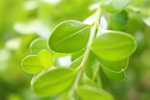 Light Plant Leaves Stock Photos