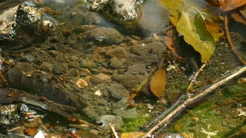 Light play on wet surface insect and fish  background close up Video stock 151044846