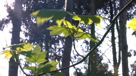 Light plays on leaves as a storm comes Video stock 69352