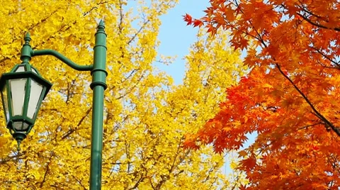 Light pole Stock Footage 8621728