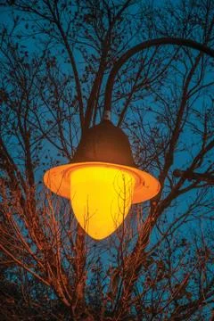 Light post among tree branches at nightfall Stock Photos