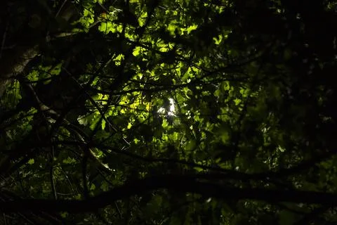 Light post lamp between tree foliage , abstract textured effect Stock Photos