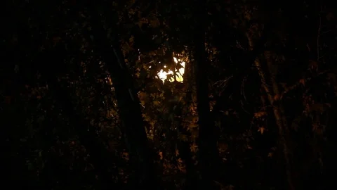 Light post shines through trees at night Stock Footage 83305089