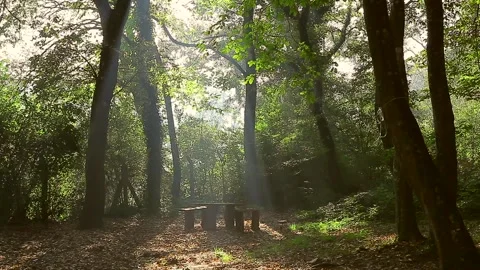 Light pours through the tree branches and leaves Stock Footage 148665367