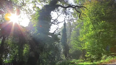 Light pours through the tree branches and leaves Stock Footage 148665408