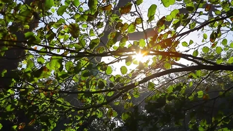 Light pours through the tree branches and leaves Stock Footage 148665457