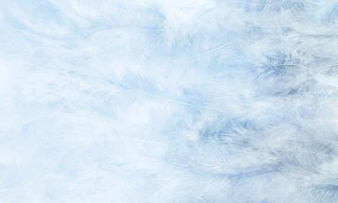 Light pure background with bird's fluff. Stock Photos