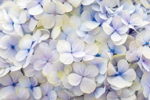Light purple and white hydrangea flowers create a delicate floral backdrop,.. Stock Photos