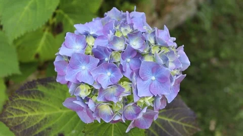 Light purple blue hydrangea flower head swaying in wind video 動画素材 337870320