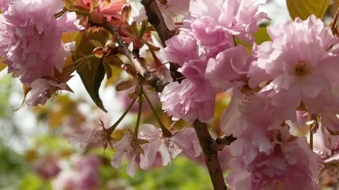 Light purple cherry blossom: Stockbeeldmateriaal 80149952