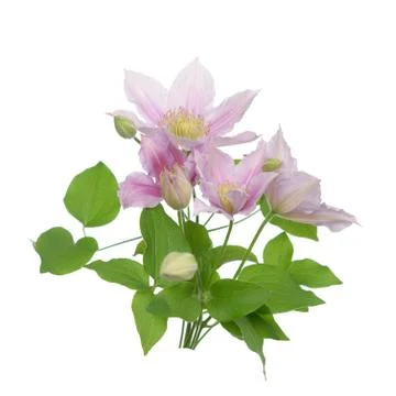 Light purple clematis Stock Photos