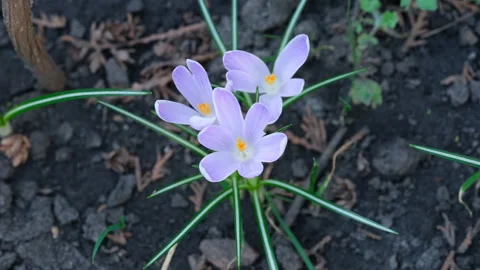 Light purple crocuses flowering in nature. Stock Footage 278024383