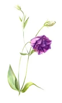 Light purple flower eustoma or lisianthus Illustrazione stock