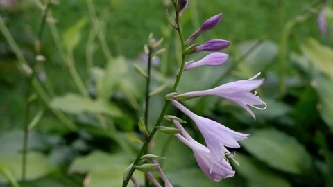 A light purple flower moves in the wind. Stock Footage 158166059