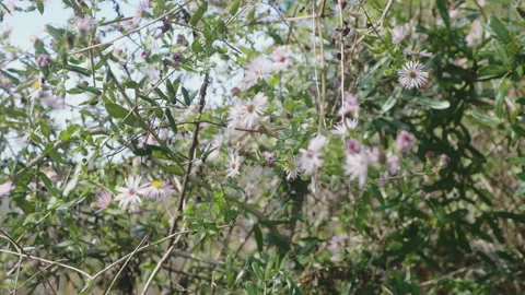 Light Purple Flowers on a bush Stock Footage 172260642