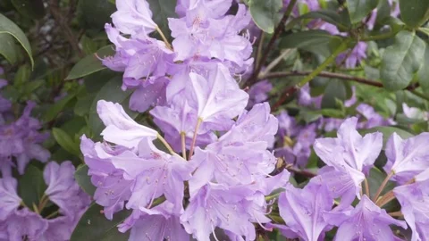 Light Purple Flowers Stock Footage