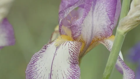 Light purple German iris flower in bloom 4K slow-mo video Stock Footage 244173651
