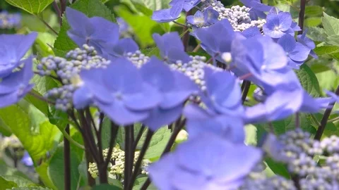 Light purple hydrangeas macro. Stock Footage