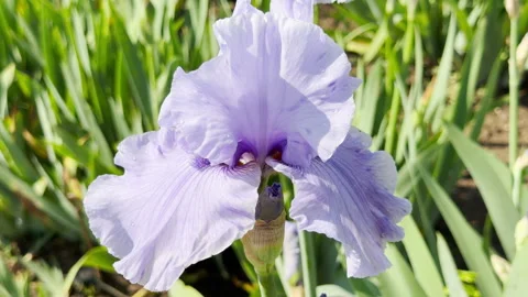 Light Purple Iris Flower Blooms Amidst Green Leaves in a Sunlit Field Stock Footage 335913689