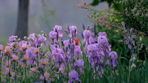 Light Purple Irises Video stock 285773829