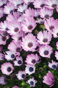 Light purple osteospermum or dimorphotheca flowers in the flowerbed, purple f Stock Photos