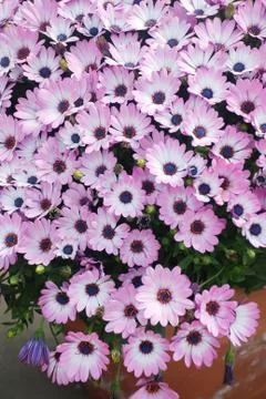 Light purple osteospermum or dimorphotheca flowers, purple flowers. Stock Photos