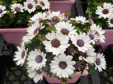 Light purple osteospermum or dimorphotheca flowers, purple flowers Stock Photos