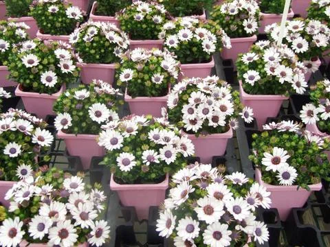 Light purple osteospermum or dimorphotheca flowers, purple flowers Stock Photos