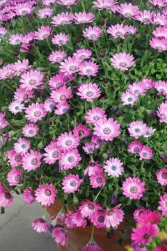 Light purple osteospermum or dimorphotheca flowers, purple flowers Foto stock