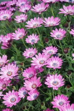 Light purple osteospermum or dimorphotheca flowers, purple flowers Stock Photos