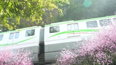 Light rail train passing through blooming cherry blossoms Stock Footage 342112521