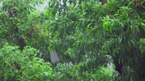 Light rain and moderate wind with leaves in the background Stock Footage 249280434