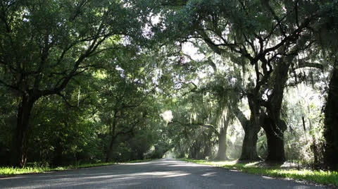 Light Rain And Sunlight Through Trees On Road Stock Footage 26602154