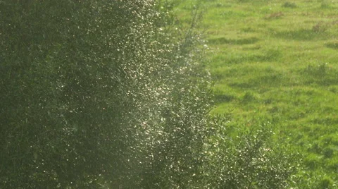 Light Rain on a Background of Trees and Field Stock Footage 46447602