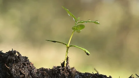 Light rain  bathing  a young plant Stock Footage 128075701