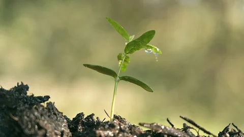 Light rain  bathing  a young plant Stock Footage 128076727