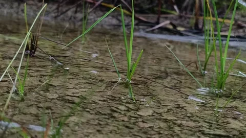 Light rain creating gentle ripples on shallow water with green grass in tropical Video stock 341116883