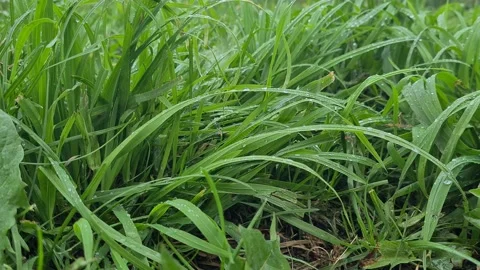 Light rain drips on the green grass Stock Footage