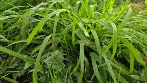 Light rain drips on the green grass Stock Footage 201803950