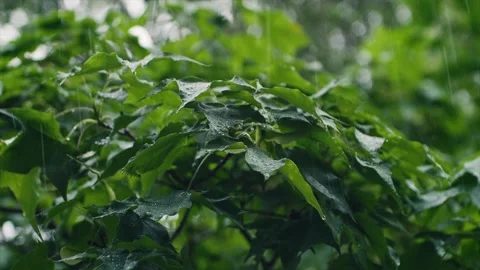 Light rain drips on the leaves of the tree Stock Footage 139013410