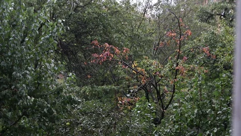 Light rain drops fall on pear and apricot trees leaves Stock Footage 129946443