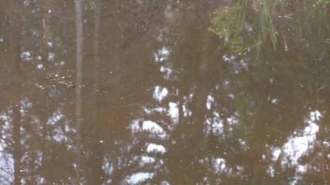 Light rain drops on the forest pond surface 4k Stock Footage 92327177