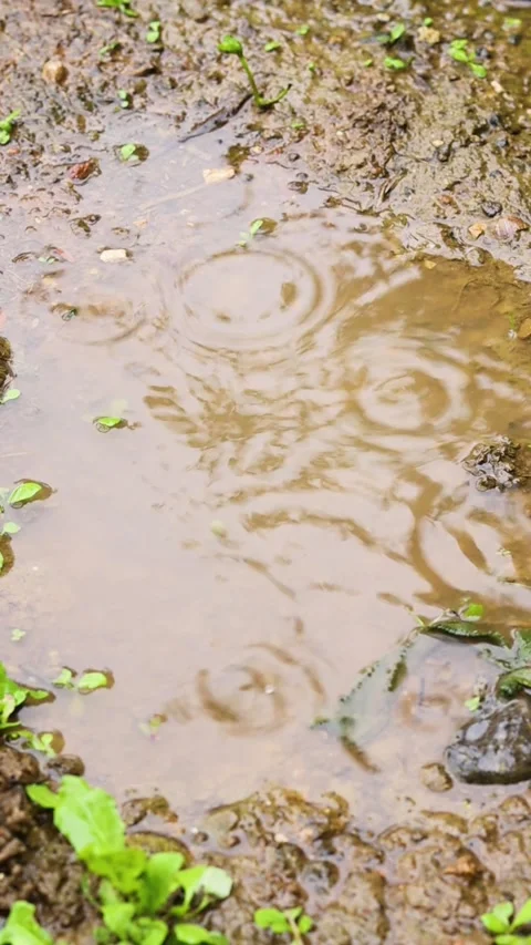 Light rain drops on mud dirt puddle closeup Stock Footage 287036910