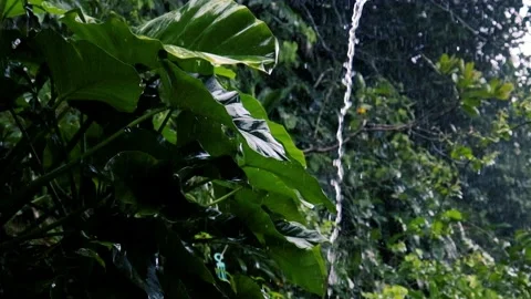 Light rain falling down on the roof, green leaves in the rain Stockbeeldmateriaal 237056194